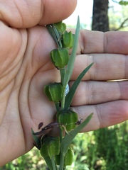 Fritillaria micrantha