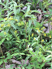 Pseudotaenidia montana