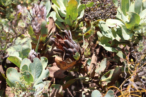 Image of Protea grandiceps by (c) Tony Rebelo, some rights reserved (CC BY-SA)
