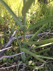 Fritillaria micrantha