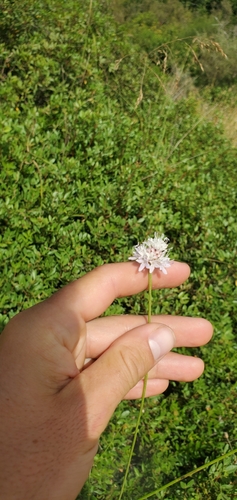 Image of Cephalaria joppensis by (c) Mitch Van Dyke, some rights reserved (CC BY)