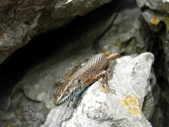 Algyroides nigropunctatus