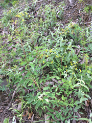 Pseudotaenidia montana
