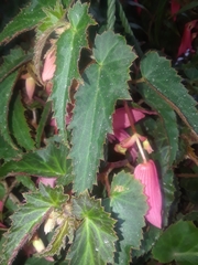 Begonia boliviensis