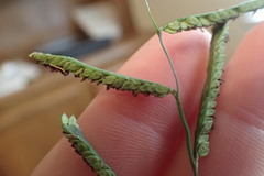 Paspalum denticulatum