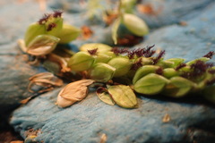 Paspalum denticulatum