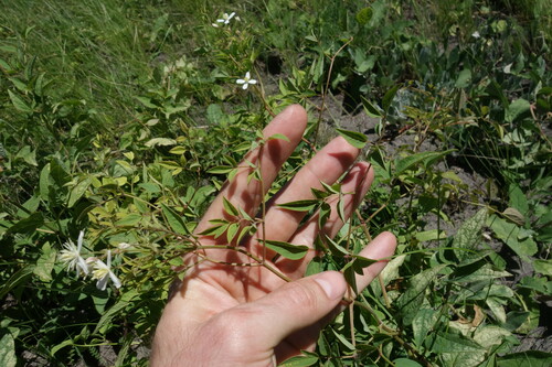 Clematis lathyrifolia, photograph 1