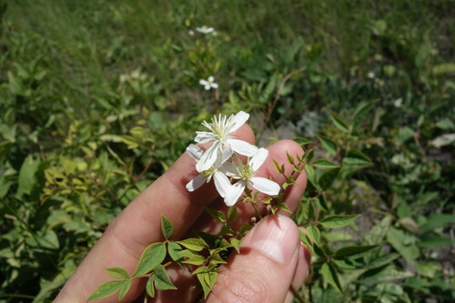 Clematis lathyrifolia