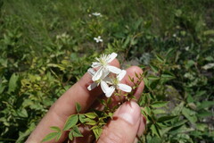 Clematis lathyrifolia