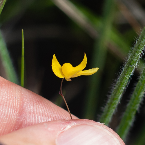 Zigzag Bladderwort