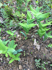 Uvularia perfoliata