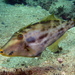 Rough Leatherjacket - Photo (c) Richard Ling, some rights reserved (CC BY-NC-ND)