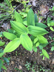 Uvularia perfoliata