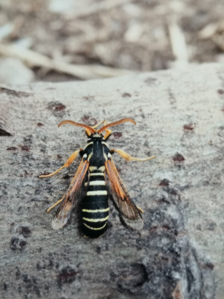 Eusphecia