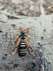 Eusphecia melanocephala