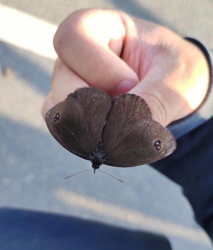 Erebia wanga