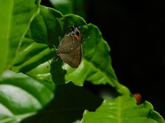 Electrostrymon angelia