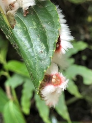 Neopreptos marathusa