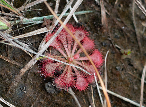 Drosera cayennensis