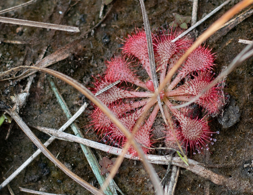 Drosera cayennensis