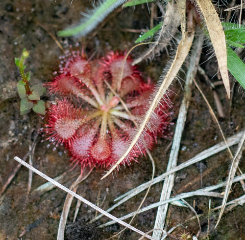 Drosera cayennensis