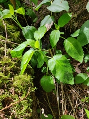 Stachys chamissonis cooleyae