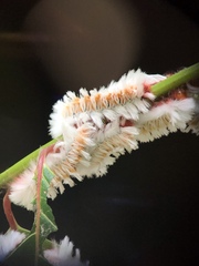 Neopreptos marathusa