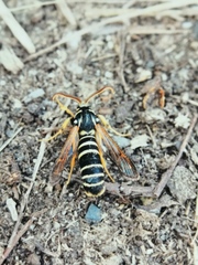 Eusphecia melanocephala