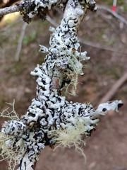 Hypogymnia enteromorpha