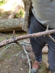 Aleurodiscus grantii