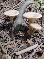 Ampulloclitocybe avellaneialba