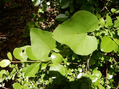 Aristolochia tomentosa