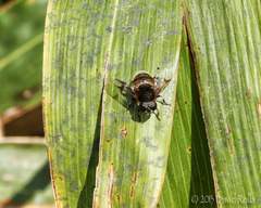 Phytomia