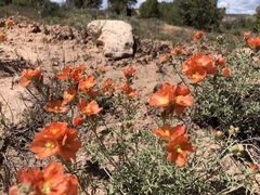 Sphaeralcea coccinea