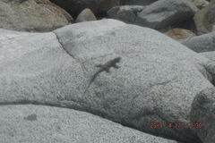 Petrosaurus thalassinus