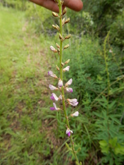 Desmodium sessilifolium