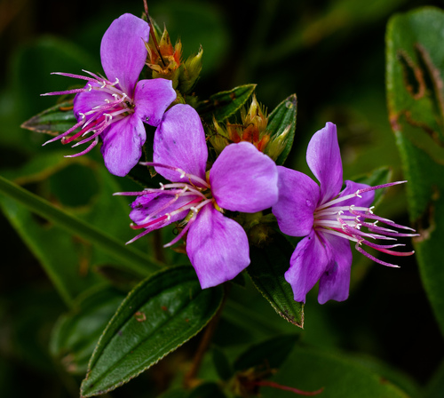 Tibouchina aspera