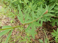 Desmodium sessilifolium