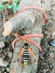 Eusphecia melanocephala