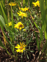 Heterotheca camporum camporum