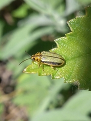Xanthogaleruca luteola