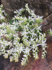 Sedum glaucophyllum