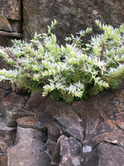 Sedum glaucophyllum