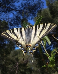 Iphiclides feisthamelii