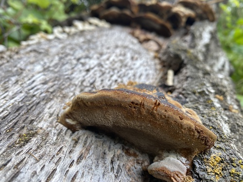 iNaturalist observation photo of Mustard Yellow Polypore