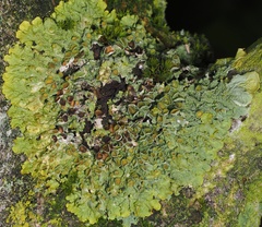 Xanthoriicola physciae