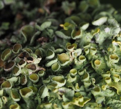 Xanthoriicola physciae