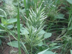 Bromus scoparius