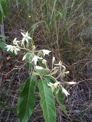 Solanum donianum