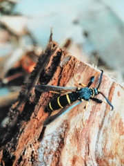 Paranthrene tabaniformis